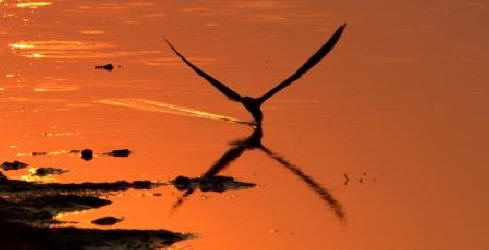 African Skimmer skimming at sunset